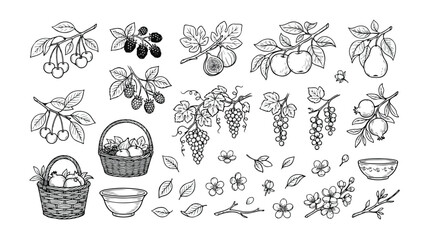 Vintage fruit and berry branches, hand-drawn botanical vector illustration set. Rustic orchard harvest elements, including apples, pears, cherries, grapes, and figs © Logan