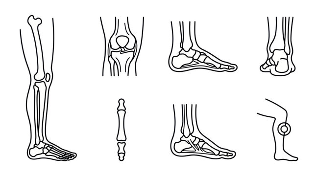 Human Leg and Foot Anatomy Diagrams: Line Art