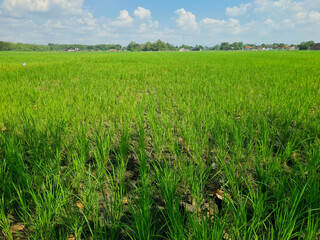 Fototapeta premium Rice plants growing in rice fields experiencing drought due to long dry season.