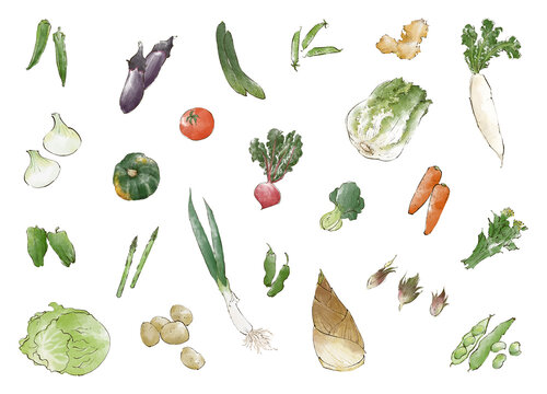 冬野菜 Images – Browse 5,953 Stock Photos, Vectors, and Video