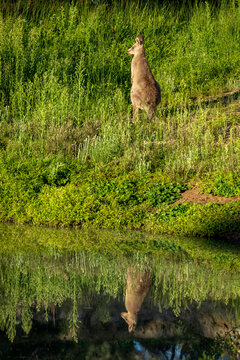Eastern Grey kangaroo (Macropus giganteus), Callum Brae Nature Reserve, ACT, March 2026