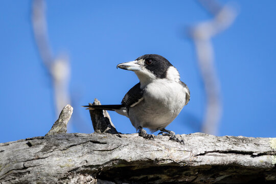 Grey butcherbird (Cracticus torquatus), Callum Brae Nature Reserve, ACT, March 2026