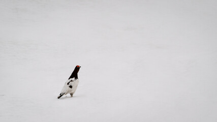 Lone black and white bird standing on a vast open snowfield in winter © Zachary