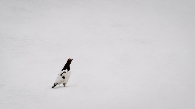 Lone black and white bird standing on a vast open snowfield in winter