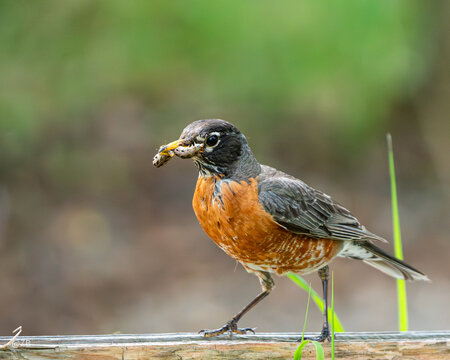 American robin standing on a wooden rail with nesting material in its beak against a green background