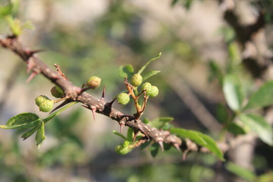 Toothache, Zanthoxylum armatum, Chinese Sichuan Pepper or prickly Ash wild plant and seed heads