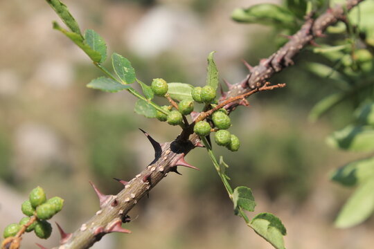 Toothache, Zanthoxylum armatum, Chinese Sichuan Pepper or prickly Ash wild plant and seed heads