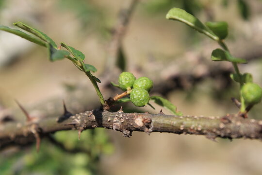 Toothache, Zanthoxylum armatum, Chinese Sichuan Pepper or prickly Ash wild plant and seed heads