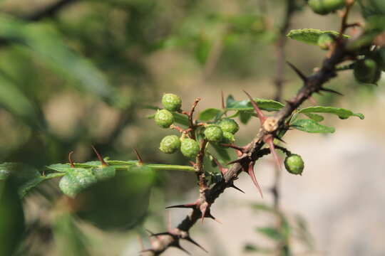 Toothache, Zanthoxylum armatum, Chinese Sichuan Pepper or prickly Ash wild plant and seed heads