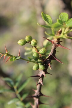 Toothache, Zanthoxylum armatum, Chinese Sichuan Pepper or prickly Ash wild plant and seed heads