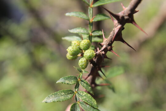 Toothache, Zanthoxylum armatum, Chinese Sichuan Pepper or prickly Ash wild plant and seed heads