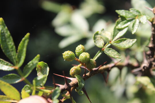 Toothache, Zanthoxylum armatum, Chinese Sichuan Pepper or prickly Ash wild plant and seed heads