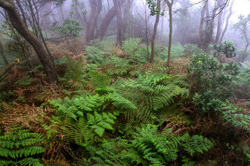 Fototapeta premium Lush Ferns and Trees in Foggy Tropical Forest