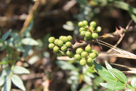 Toothache, Zanthoxylum armatum, Chinese Sichuan Pepper or prickly Ash wild plant and seed heads