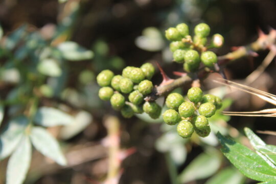 Toothache, Zanthoxylum armatum, Chinese Sichuan Pepper or prickly Ash wild plant and seed heads
