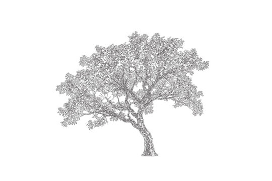 A detailed black and white cad drwing of a tree with a sturdy trunk and sprawling branches covered in leaves