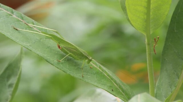 Bush Cricket and Small Praying Mantis in Garden on Windy Day Rural East Texas