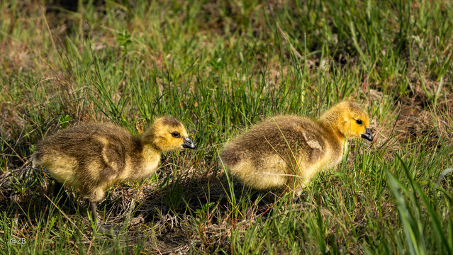 Two fluffy Canada goose goslings foraging in green spring grass, Alaska