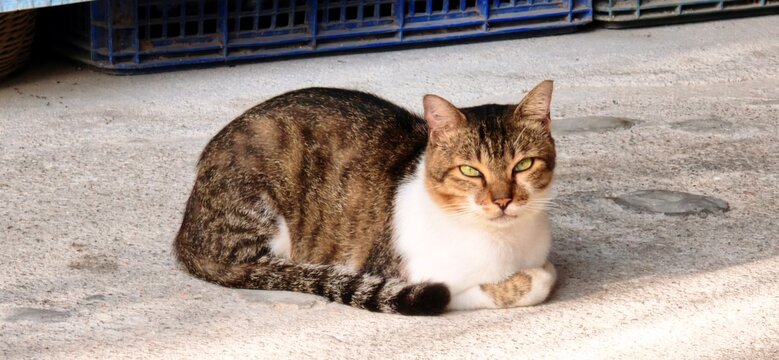 A cute tabby and white cat lying down comfortably on a concrete floor, looking directly at camera.