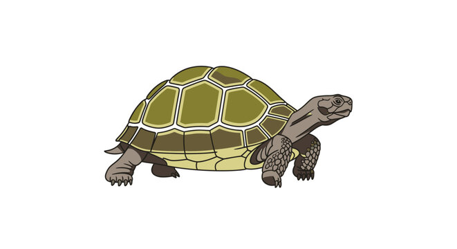 Tortoise walking on white background slowly.