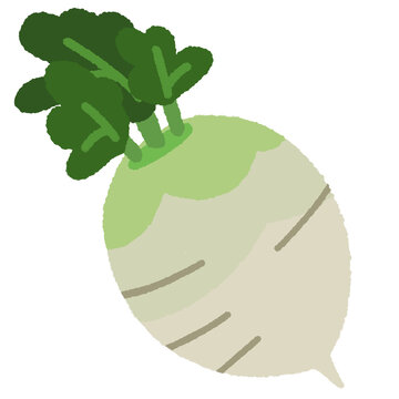 Daikon radish flat illustration, Japanese white radish mooli vegetable clipart