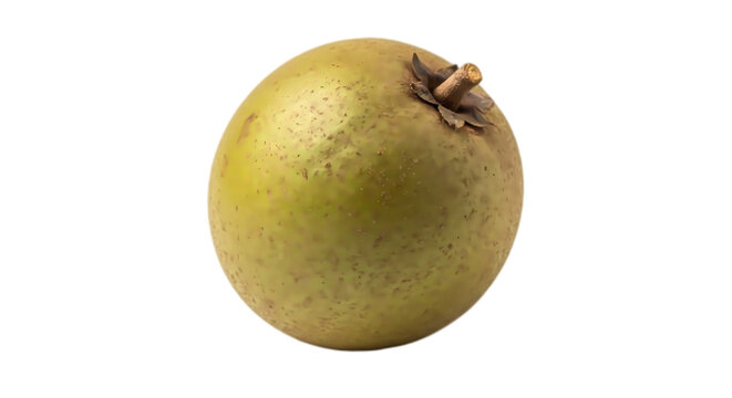 Single organic sapodilla fruit also known as chiku isolated on a clean white background