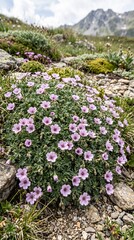 Obraz premium Geranium cinereum Ballerina is an excellent groundcover and container plant, one of their best varieties for alpine skiing. Natural 
