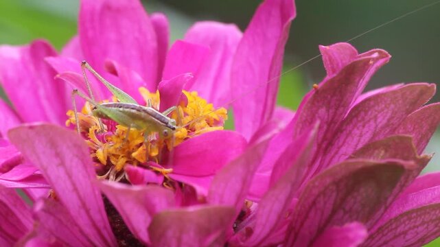 Bush Cricket Feasting on Pink Zinnia Flower Rural East Texas