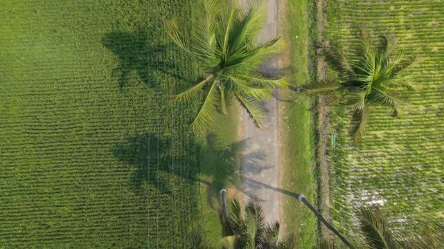 Aerial Agricultural Landscape with Palm Trees, Winding Dirt Path, and Lush Green Fields Showing Crop Rows and Irrigation