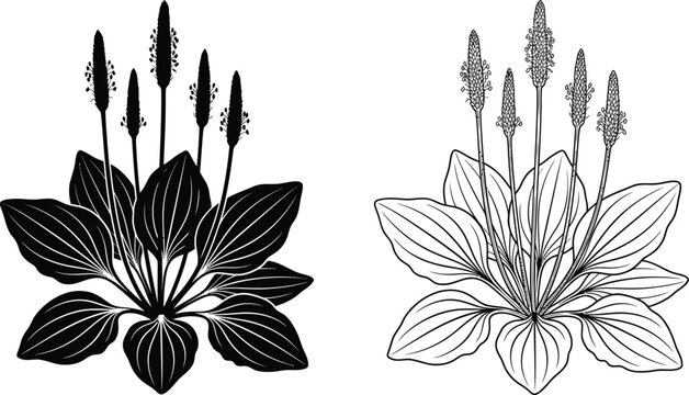 Plantain Illustration With Seed Spikes Black And White Line Art