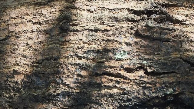 Rough Tree Bark Texture Close Up. Macro shot focusing on the highly textured, rough, and cracked brown bark of an old tree trunk, highlighting its natural abstract pattern and organic details.