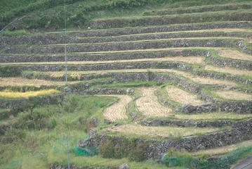 Fototapeten Reisfelder Green terraced rice fields in autumn, Japan  © @HY