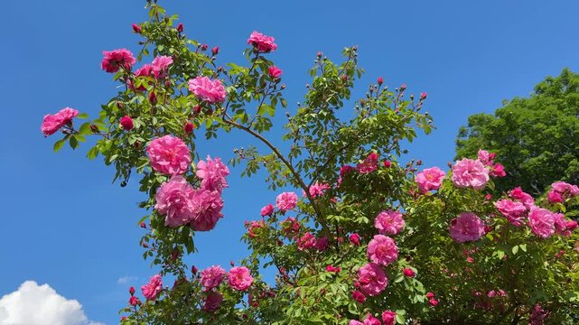 Rose shrub with many pink flowers in garden.