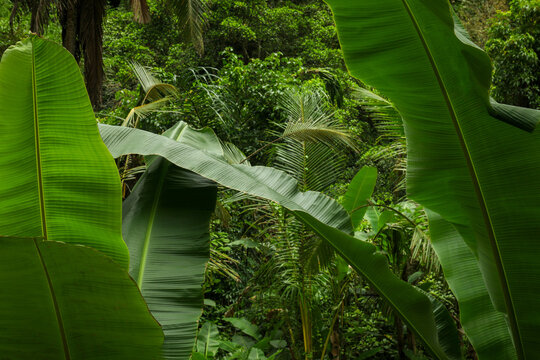 Large green leaves in Balis dense forest