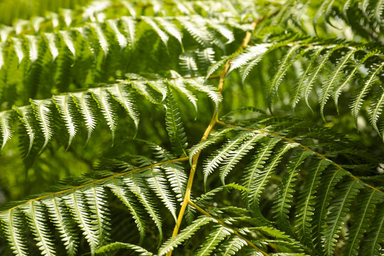 Ferns thrive in Balis lush tropical greenery
