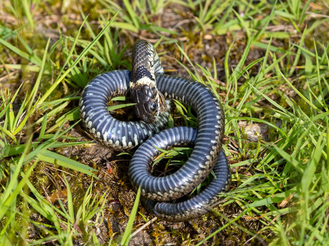 Ein Ringelnatter M&auml;nnchen ringelt sich zusammen und stellt sich tot