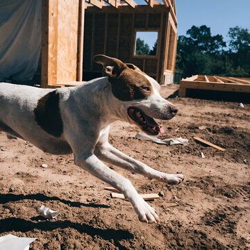 pit bull dog running and playing on the land