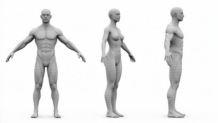 Fototapeta premium Three views of a humanoid character 3D wireframe mesh model on white background with wireframe humanoid character structure