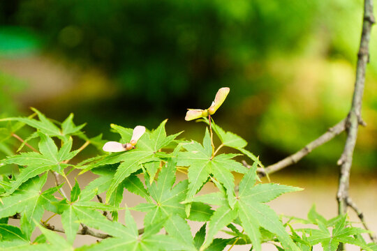 maple samaras on a branch