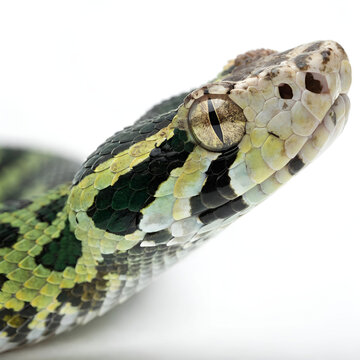 tropidolaemus snake closeup on white background