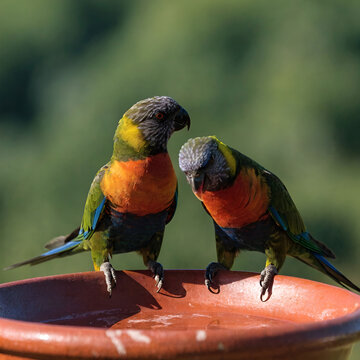 two vibrant rainbow lorikeets on a terracotta dish