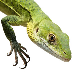 Fototapeta premium varanus prasinus lizard isolated on white background