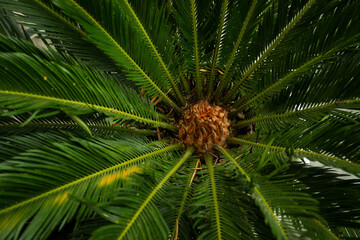 Visitors enjoy the vibrant green palm leaves in Bali © Atlas