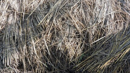 Naklejka premium Abundant dried crop residue on a farm, symbolizing post-harvest agricultural byproducts, organic cattle feed, and sustainable farming.