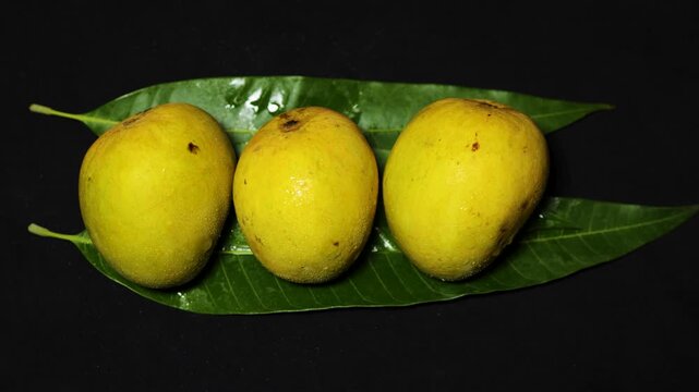fresh seasonal Alphonso variety mango harvest with water droplets and tropical fruit presentation
