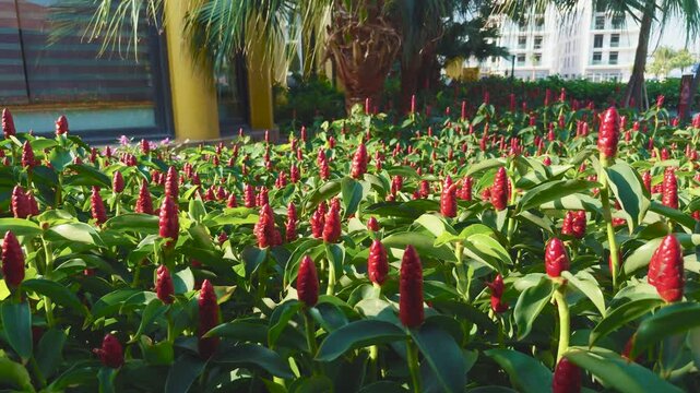 Red button ginger plants. Costus woodsonii. Forming an expansive bed of vibrant green leaves and conical red inflorescences. Decorating a tropical garden with natural beauty and exotic floral elements