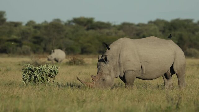 A white, wide-lipped rhino is feeding on the green grassland with birds sitting on its back while another rhino grazes in the background in Botswana's wilderness.
