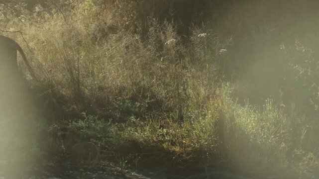 Backlit by the morning sun, a lioness walks through the tall green grass while her cute cub pounces at her while walking with a limp, Botswana wilderness.