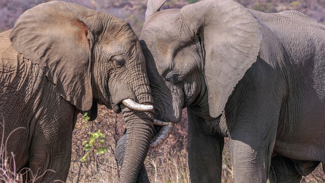 a shot of two male elephants head to head during a display of dominance at pilanesberg national park in south africa