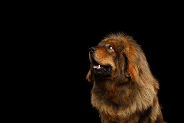 Tibetan Mastiff close-up profile portrait with open mouth on black background, studio shot © seregraff